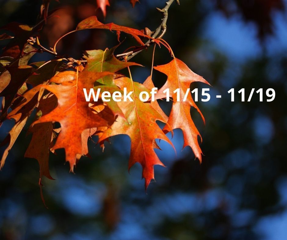 WEEKLY NEWSLETTER 11/15 - 11/19