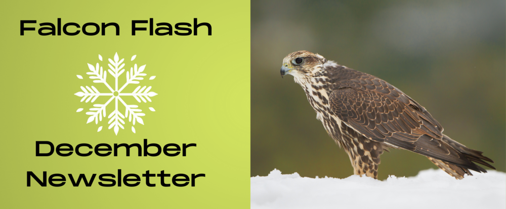 Falcon Flash December Newsletter